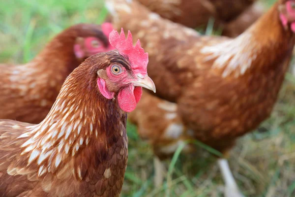 Diğer tavukların önündeki çayırda kahverengi evcil bir tavuk.