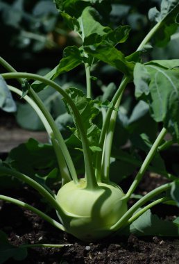 Bahçede büyüyen yeşil bir kohlrabi 'ye yaklaş.