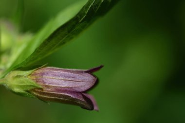 Ölümcül bir itüzümünün (Atropa belladonna) mor çiçeğinin yakın plan görüntüsü.