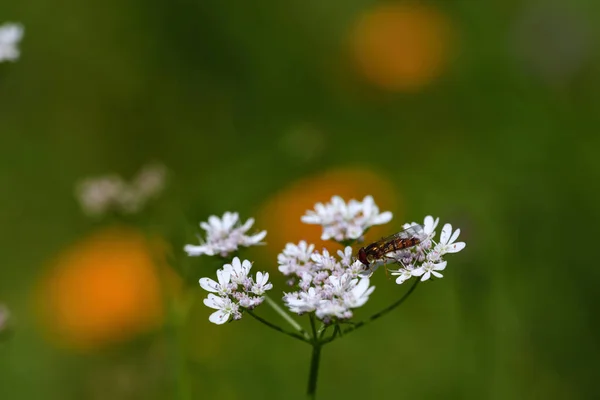 Mică Muscă Hover Stă Floare Pajiști Albă Fundal Verde Timpul — Fotografie, imagine de stoc