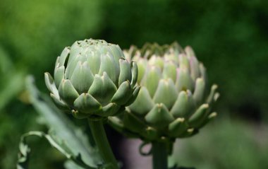 Tomurcuk olarak büyüyen iki enginarı yeşil bir zemine yakın tut