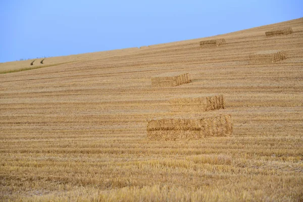 Krajina Pozadí Sklizeného Kukuřičného Pole Kterém Proti Modré Obloze Stlačuje — Stock fotografie