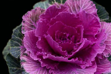 Parlak pembe lahanayı yeşil yapraklarla kaplayın, yanlardan su damlacıklarıyla nemlendirilmiş koyu bir arkaplanın önünde.