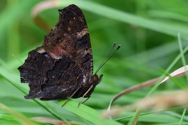 Close Small Butterfly Hiding Grass Germany Dark Closed Wings — Stockfoto