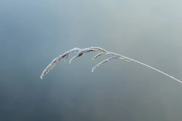 Close Frozen Blade Grass Covered Frost Blue Background — Foto Stock