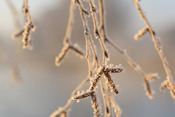 户外白桦树光秃秃的枝条被霜冻覆盖的特写摄影 — 图库照片