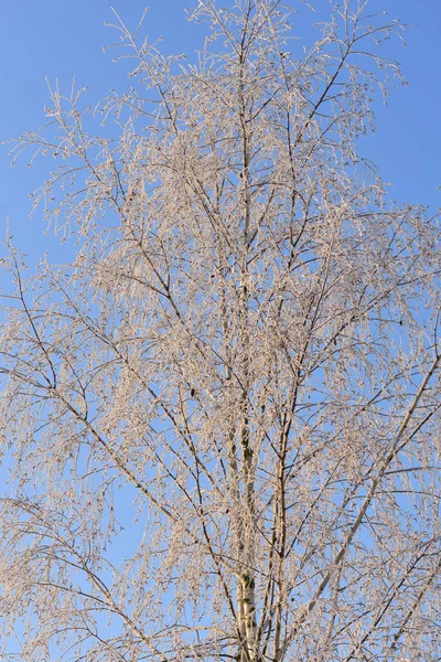 Close Detail Shot Bare Top Birch Tree Covered Frost Winter — Fotografia de Stock