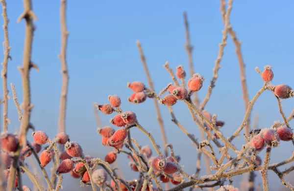 Wild Red Rose Hips Grow Bare Bush Winter Covered Hoar — Fotografia de Stock