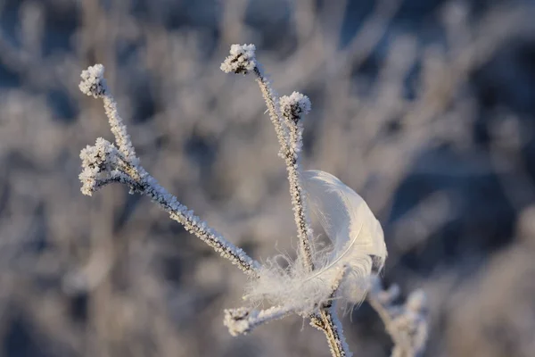 Close White Feather Hanging Frosty Branches Cold Winter — Foto Stock