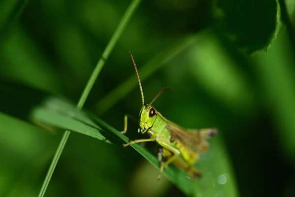 Small Green Cricket Sits Grasses Summer Looks Cautiously Out Its — Stock Photo, Image