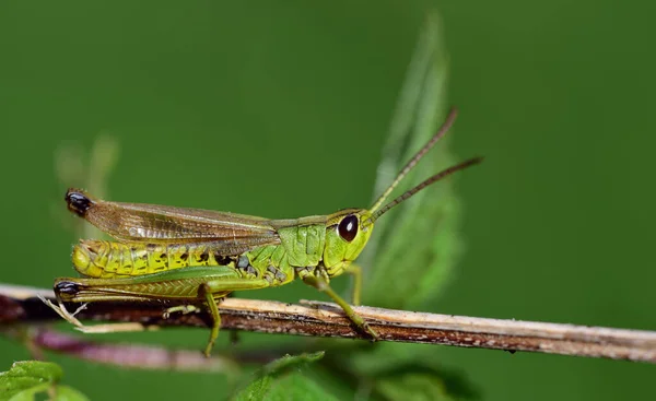 Primer Plano Una Plancha Verde Sentada Lado Sobre Una Brizna — Foto de Stock