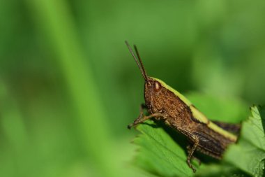 Close up of a small brown common cricket or grasshopper peeking out from between green leaves