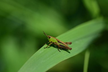 Close up of a green cricket or grasshopper sitting on a wide blade of grass in the countryside