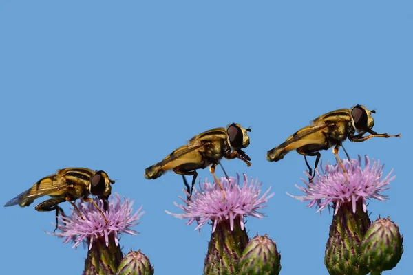 Motion Study Hover Fly Sitting Purple Thistle Flower Moving Its — 스톡 사진