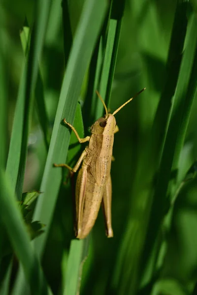 Close View Small Brown Common Cricket Grasshopper Peeking Out Green — Foto Stock