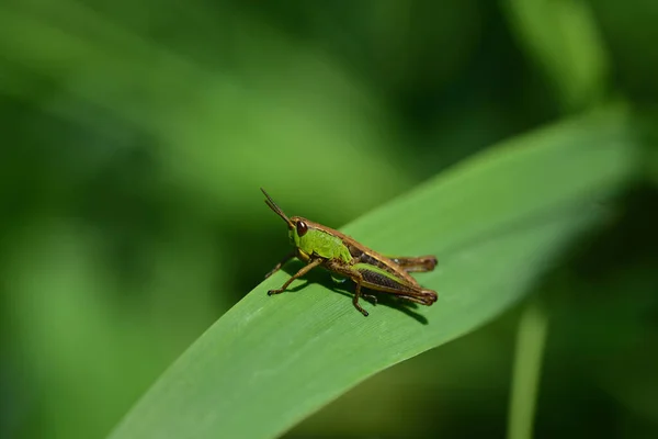 Close Green Cricket Grasshopper Sitting Wide Blade Grass Countryside — Stok fotoğraf