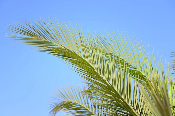 Green palm leaves hang against a blue sky and are backlit by the sun, with space for text