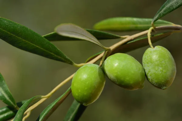 Close Three Green Unripe Olives Hanging Branch Tree Green Background — Stockfoto