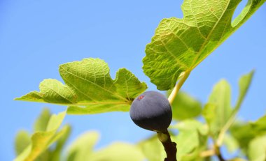 A blue fig hangs from a fig tree against a blue sky, surrounded by green leaves with partially yellow spots