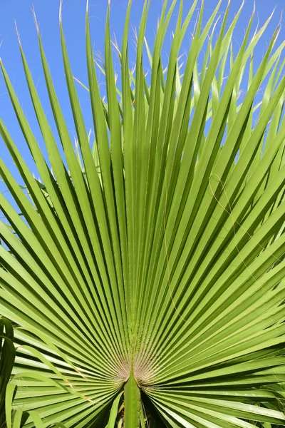Close Texture Background Fanned Leaves Palm Tree Blue Sky Portrait — Foto Stock