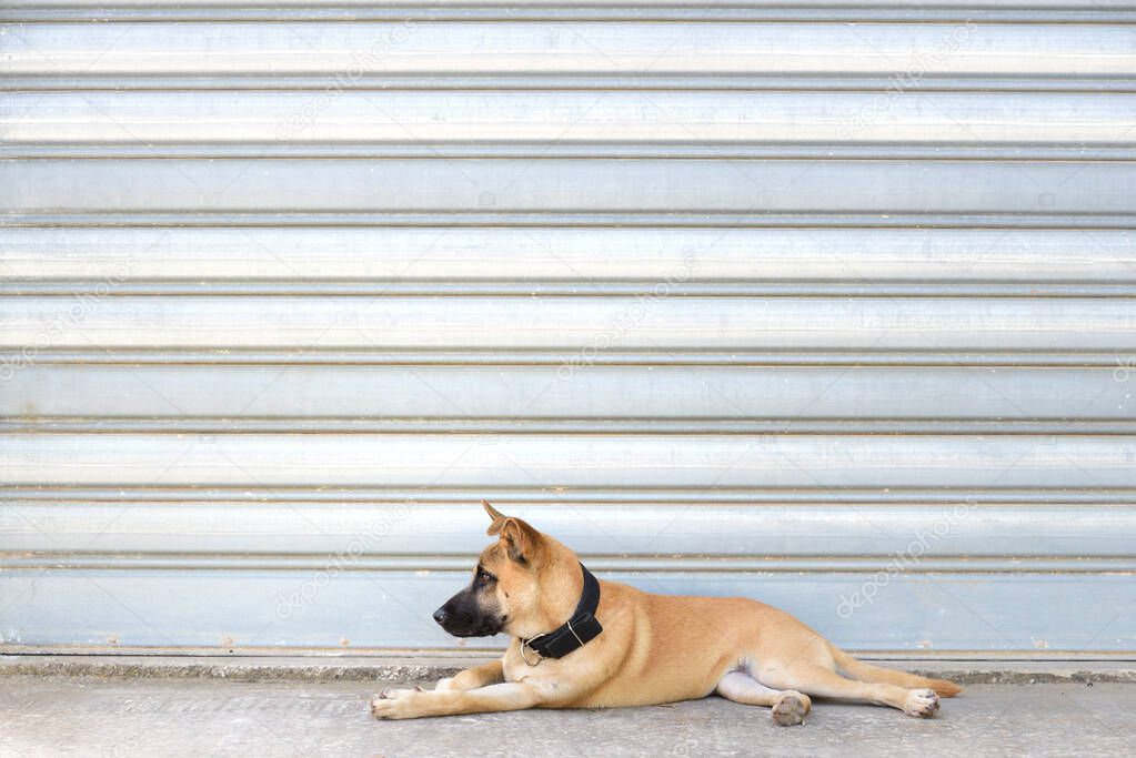 Background of an old metal garage door with a young brown dog lying in front of it and looking ahead