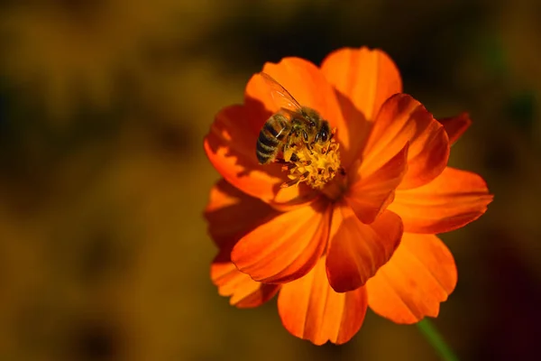 Розміщення Помаранчевого Маргінату Asteraceae Або Tagetet Медоносною Бджолою Пошуках Нектару — стокове фото