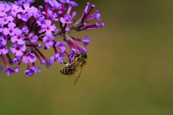 라일락의 보라색 꿀벌의 텍스트를 — 스톡 사진