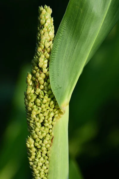 Close Green Cob Millet Still Growing Plant Has Many Small — Stok fotoğraf