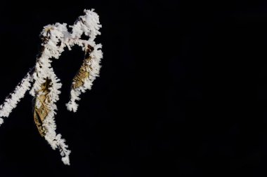 Close up of a dry leaf covered in frost in winter against a dark background with room for text