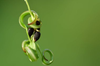 Balsam tohumlarına yakın plan, metin için alanı olan yeşil arkaplan