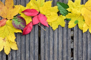 Renkli sonbahar yaprakları, sonbahar metni için yeri olan gri ahşap tahtaların önünde bir çerçeve oluşturur.
