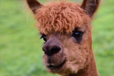 Genç bir alpakanın kafasının, doğadaki yeşil arka plana karşı büyük siyah yuvarlak gözlere odaklandığı yakın plan.