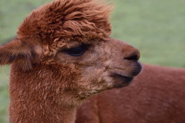 Kahverengi bir alpaka kafasının arkasını döner ve doğaya bakar.