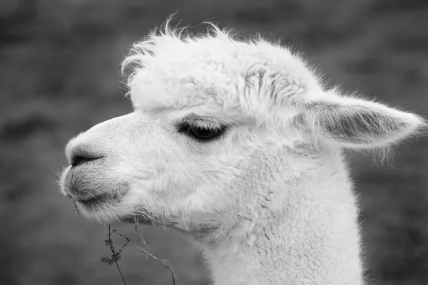 Monochrome Shot Head Young Alpaca Side Big Eyes Looking Relaxed — Stock Photo, Image