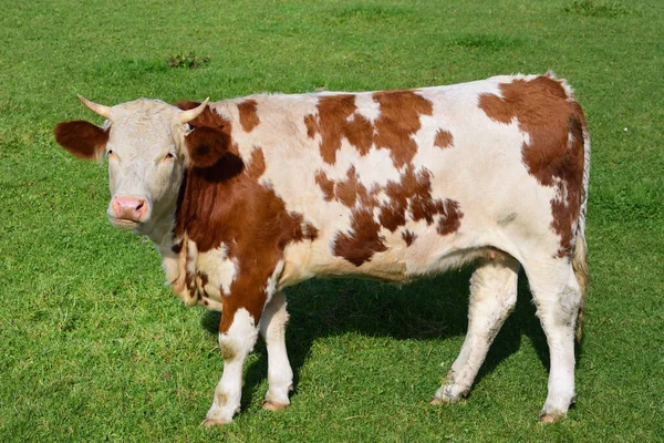 一头白棕色的小母牛 一头牛 站在室外的草地上 站在旁边 — 图库照片