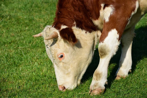 德国草原上一头白色棕色的牛在寻找和吃草的画像 — 图库照片