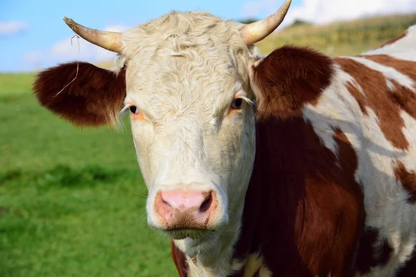 小牛犊或母牛正面朝前看的画像 牛角挂着草叶 在草地上蓝天的映衬下 — 图库照片