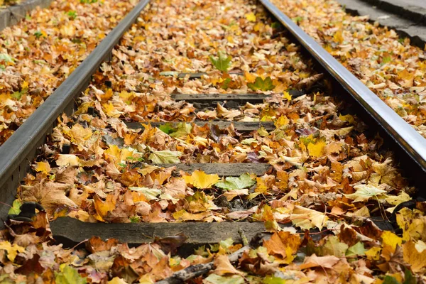 レールの間の地面には色とりどりの紅葉が横たわっており 左右に見える線路の横に美しい背景を形成しています — ストック写真