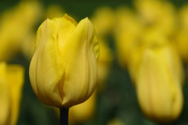 Крупним Планом Жовтий Тюльпан Росте Тюльпановому Полі Навесні — стокове фото