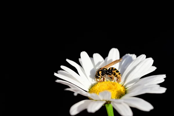 Nahaufnahme Einer Gelb Schwarz Gestreiften Wespe Die Auf Einem Gänseblümchen — Stockfoto