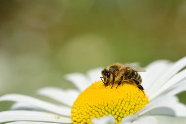 Papatya poleninin üzerinde oturan bir bal arısına yaklaş.
