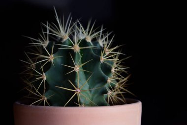 Küçük yeşil dikenli bir kaktüs, uzun sivri uçlu, fırınlanmış kil bir saksıda, koyu bir arka planda, üst fonda küçük beyaz bir ışık lekesi