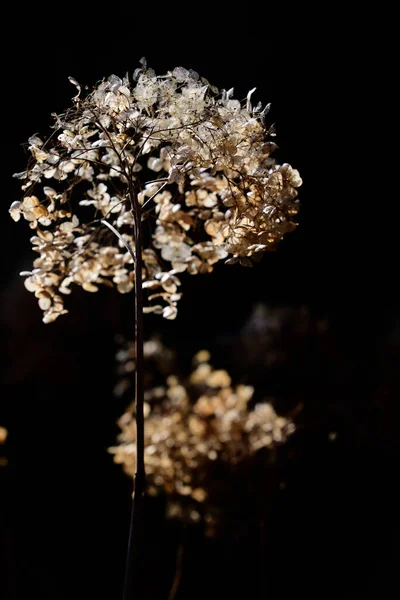 드란게아 Hydrangea Arborescens 형식으로 정원의 햇빛에 어두운 배경을 비추며 야외에서 — 스톡 사진