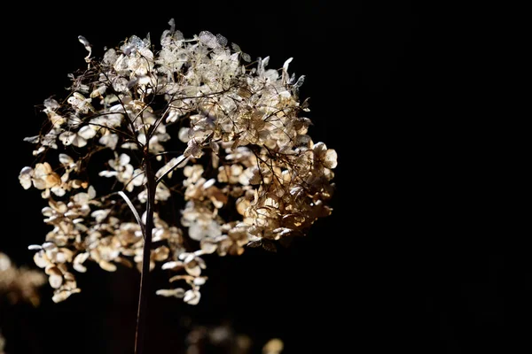 Сухі Квіти Ball Hydrangea Світяться Відкритому Повітрі Тлі Темного Фону — стокове фото