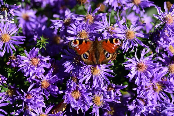 Close Van Een Kleurrijke Vlinder Een Pauw Vlinder Zittend Een — Stockfoto