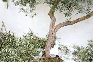 Beyazlatılmış bir duvarın karşısında küçük bir zeytin ağacı var. Ağacın bazı dalları kesilmiş ve yerde yatıyor.