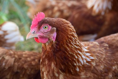 Diğer tavukların arasında çayırda duran kahverengi evcil bir tavuğun yanına yaklaş ve yan tarafa bak. Sarı gözler parlıyor.