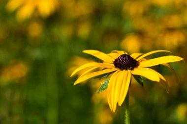 Mor bir koni çiçeğinin (Rudbeckia), çiçek çayırındaki diğer çiçeklerin önünde, yaz güneşinde