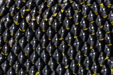 Yaklaş, arkaplan ve desen siyah ayçiçeği tohumları hala bitkinin üzerinde asılı sarı yaprakların küçük kalıntıları arasında.