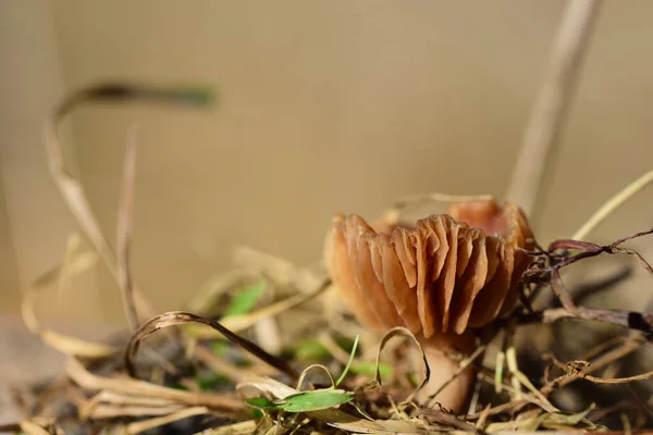 Petit Champignon Brun Avec Des Lamelles Pousse Herbe Sèche Bavière — Photo